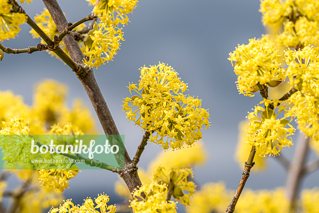 664104 - Kornelkirsche (Cornus mas)