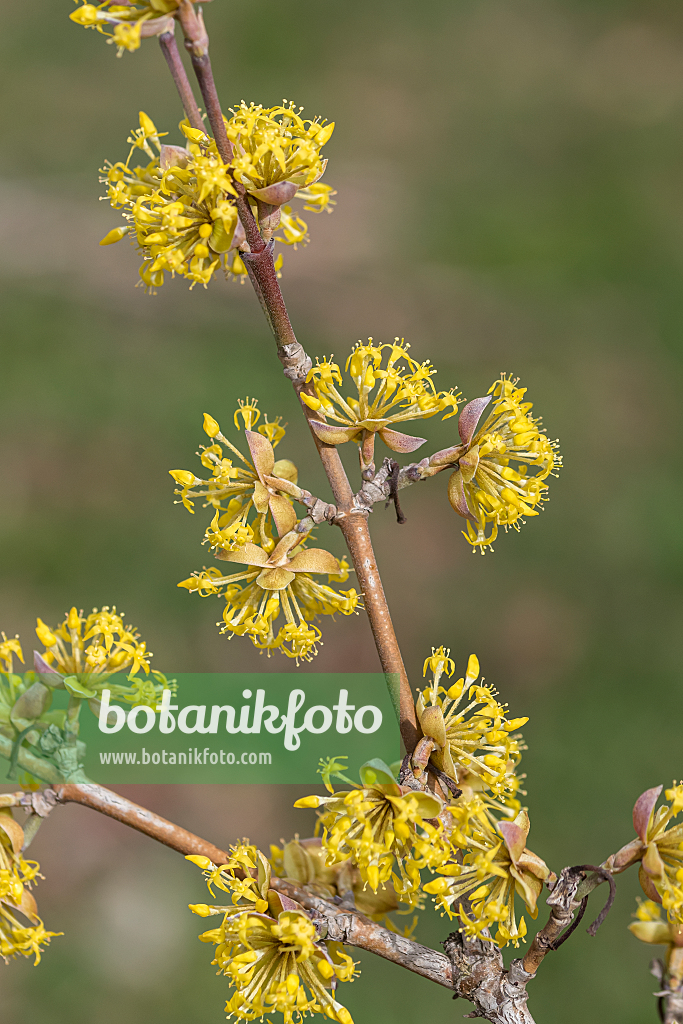 664101 - Kornelkirsche (Cornus mas 'Jolico')