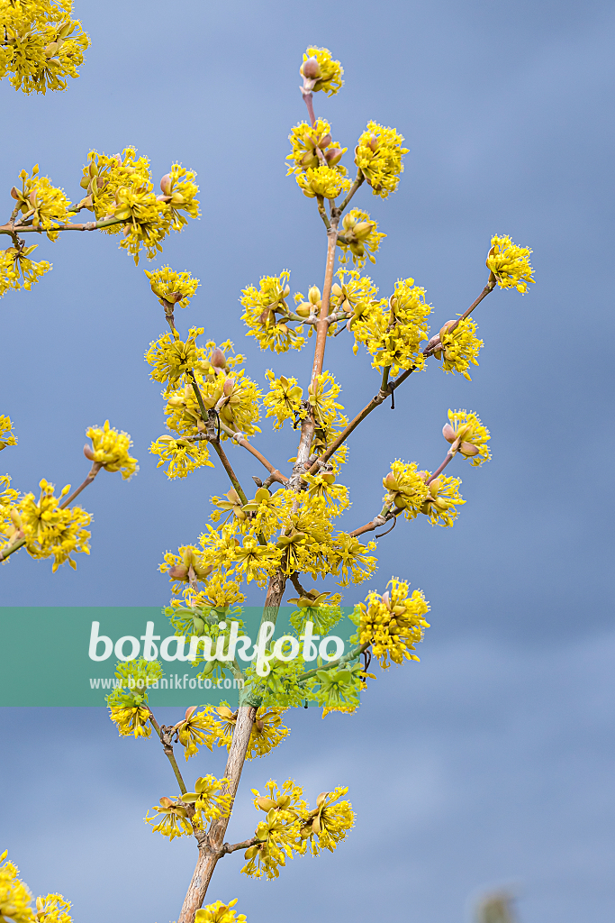 664102 - Kornelkirsche (Cornus mas 'Jolico')