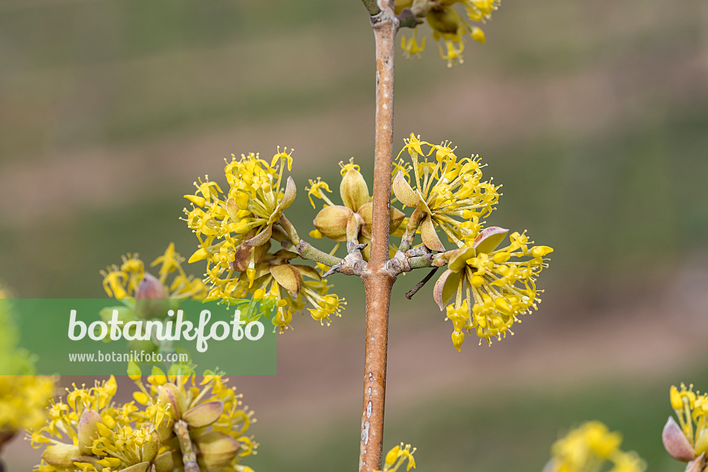 664103 - Kornelkirsche (Cornus mas 'Jolico')