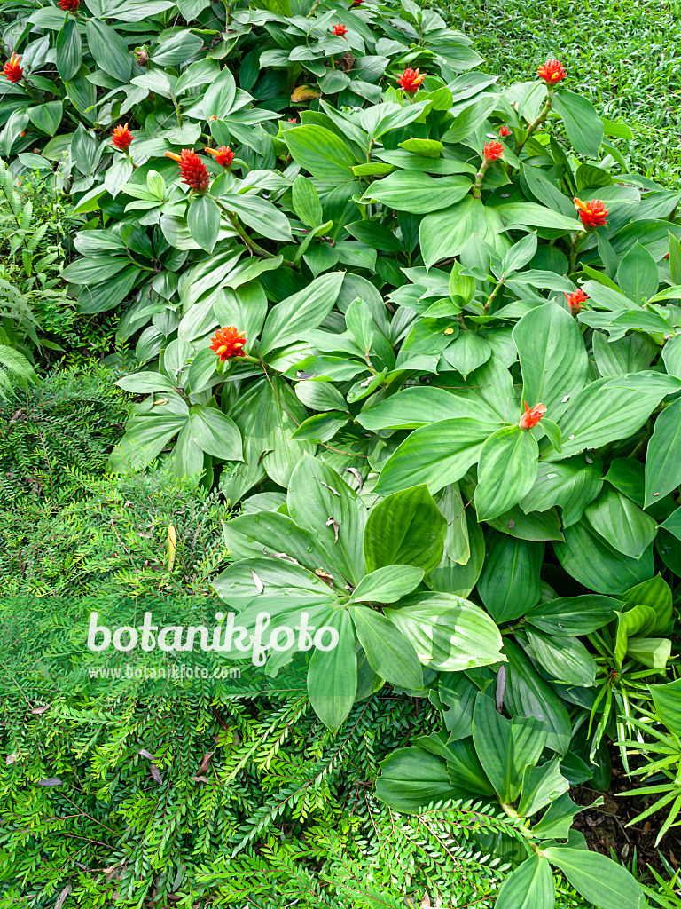 434107 - Kostwurz (Costus malortieanus)