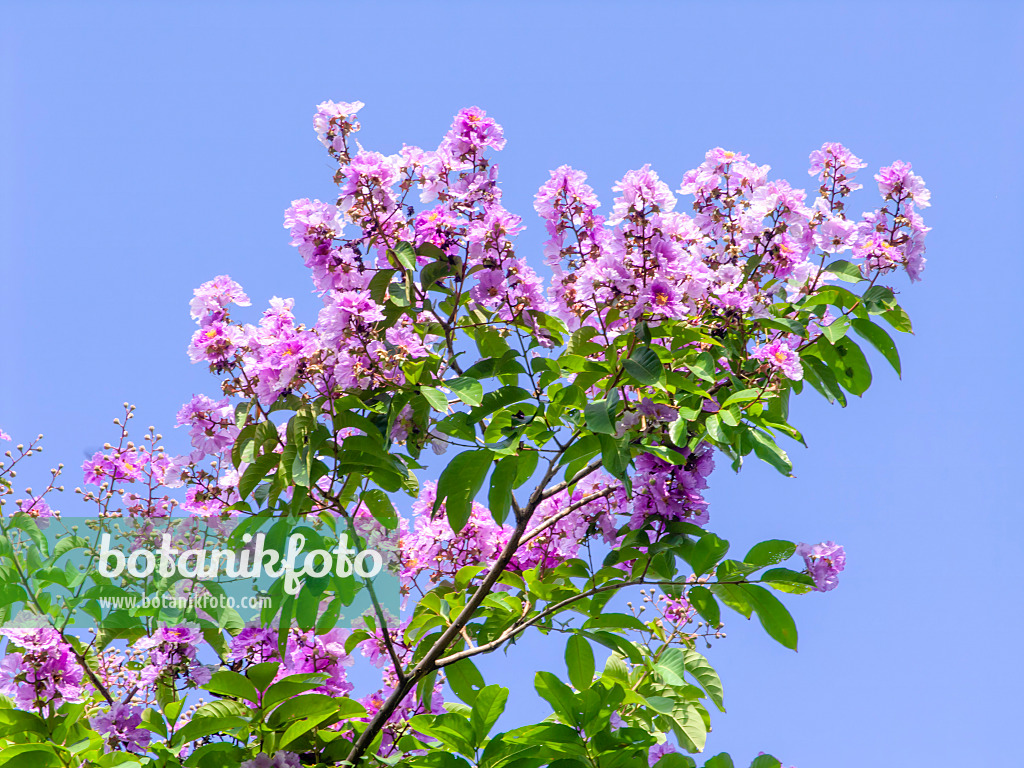 434255 - Kreppmyrte (Lagerstroemia)
