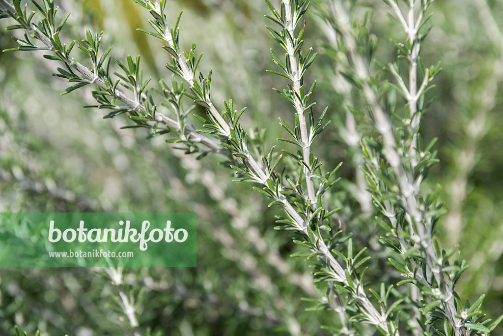 625356 - Kriechender Rosmarin (Rosmarinus officinalis 'Prostratus')
