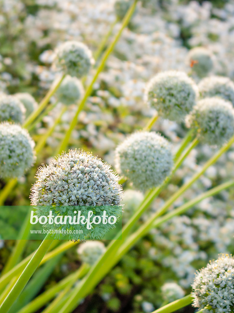 415026 - Küchenzwiebel (Allium cepa)