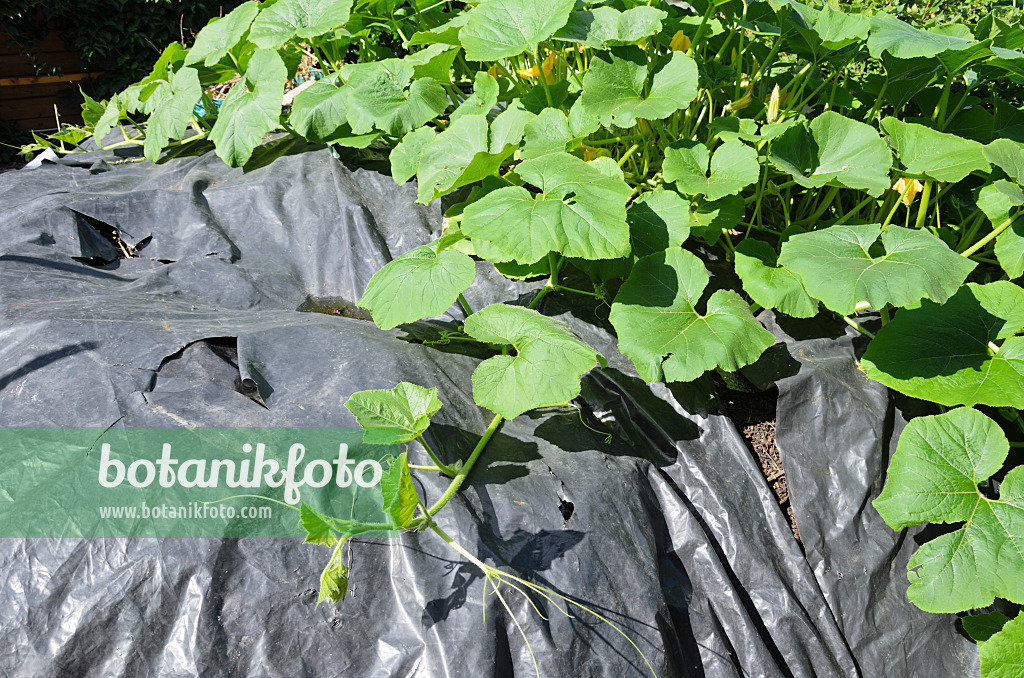 522043 - Kürbis (Cucurbita) auf einem mit Plastikfolie abgedecktem Komposthaufen