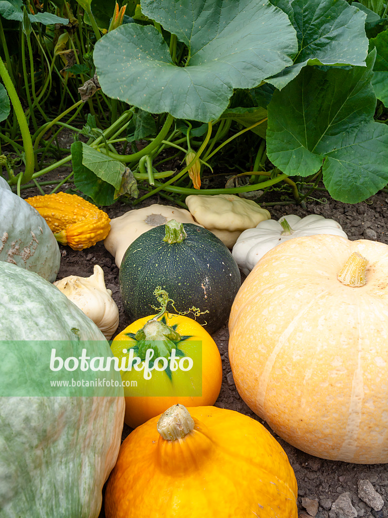 462175 - Kürbisse (Cucurbita)