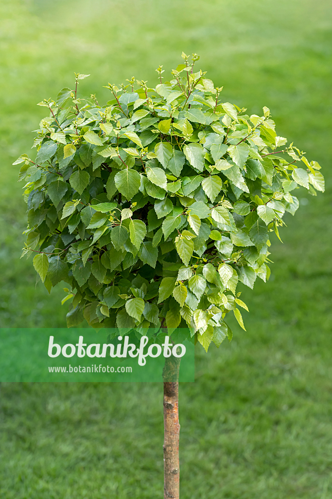 664055 - Kugelbirke (Betula pendula 'Magical Globe')