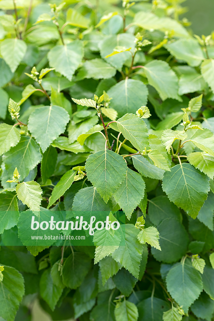 664056 - Kugelbirke (Betula pendula 'Magical Globe')