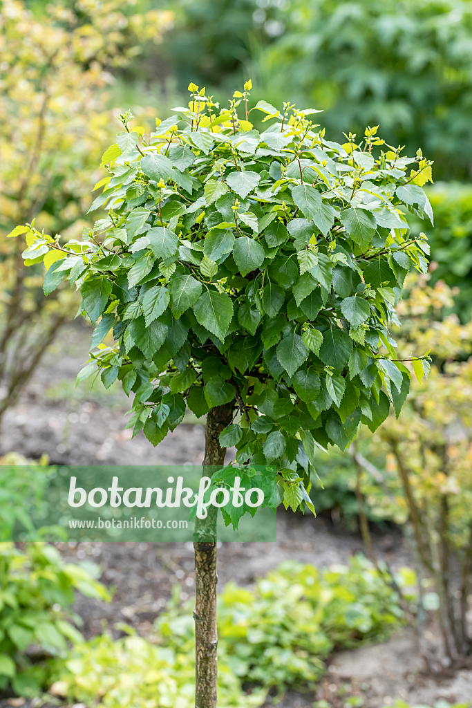 664057 - Kugelbirke (Betula pendula 'Magical Globe')