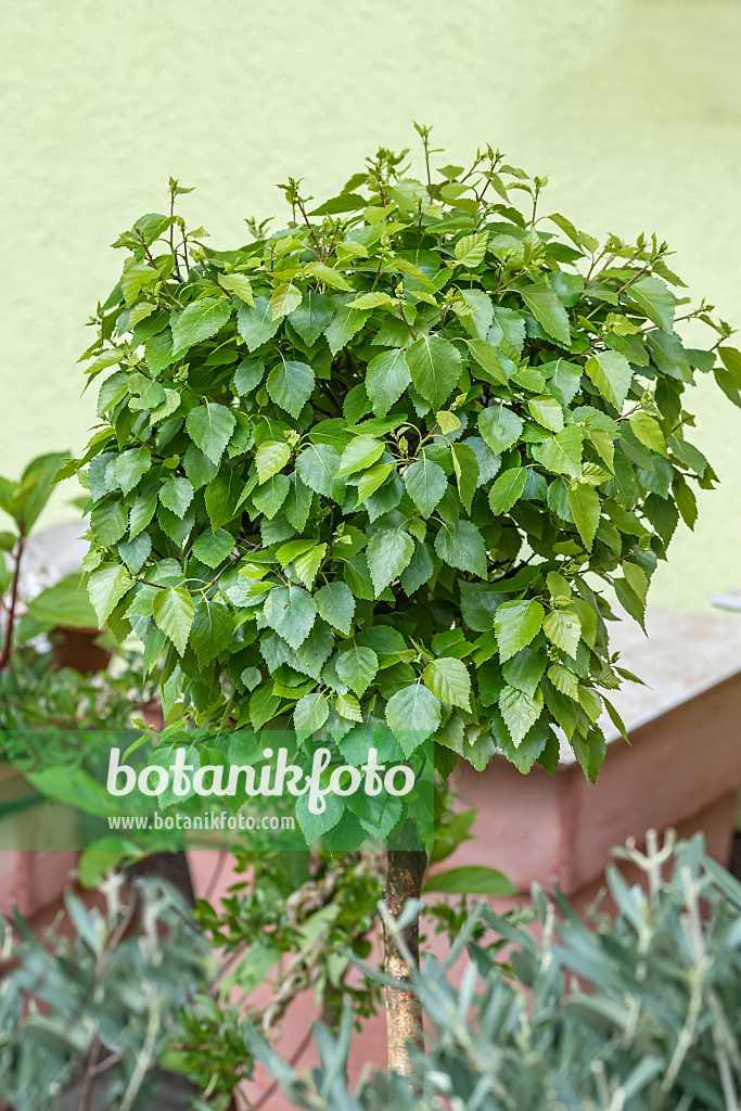 664058 - Kugelbirke (Betula pendula 'Magical Globe')