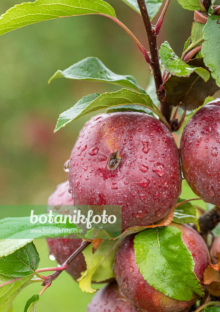 675209 - Kulturapfel (Malus x domestica 'Api Noir')
