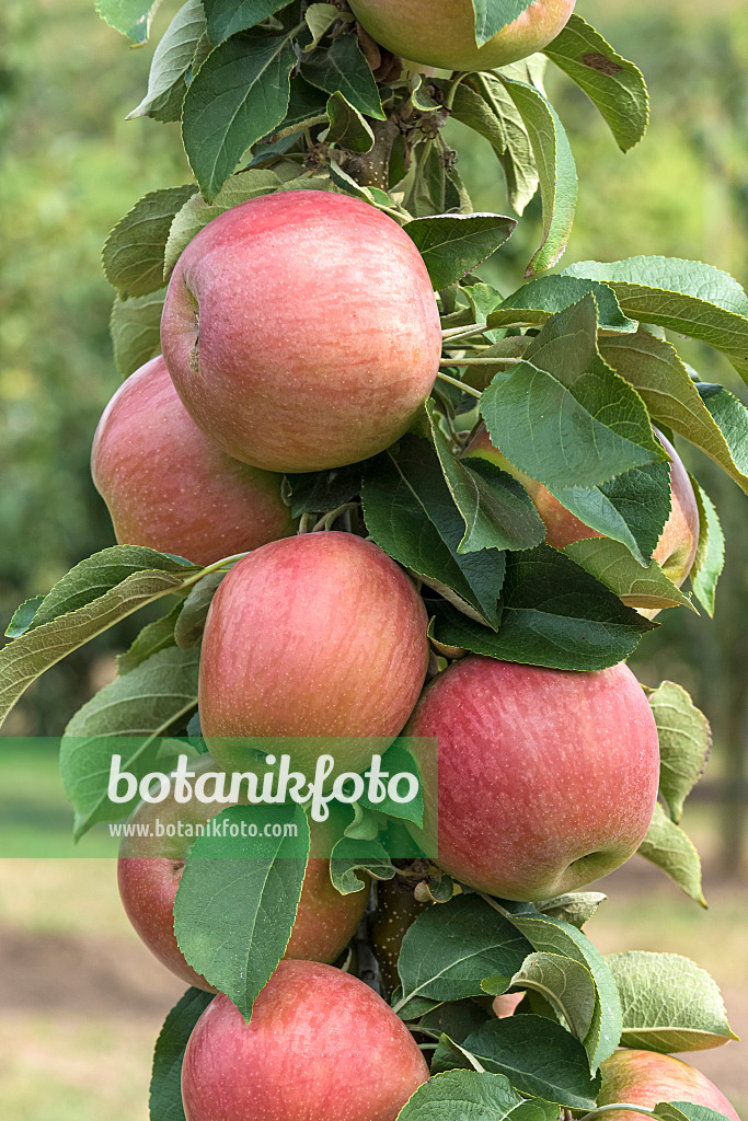 635072 - Kulturapfel (Malus x domestica 'Berbat')