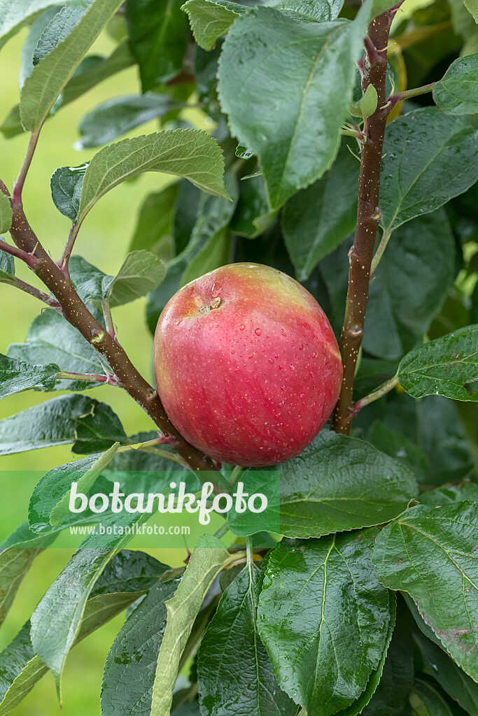 675210 - Kulturapfel (Malus x domestica 'Berbat')