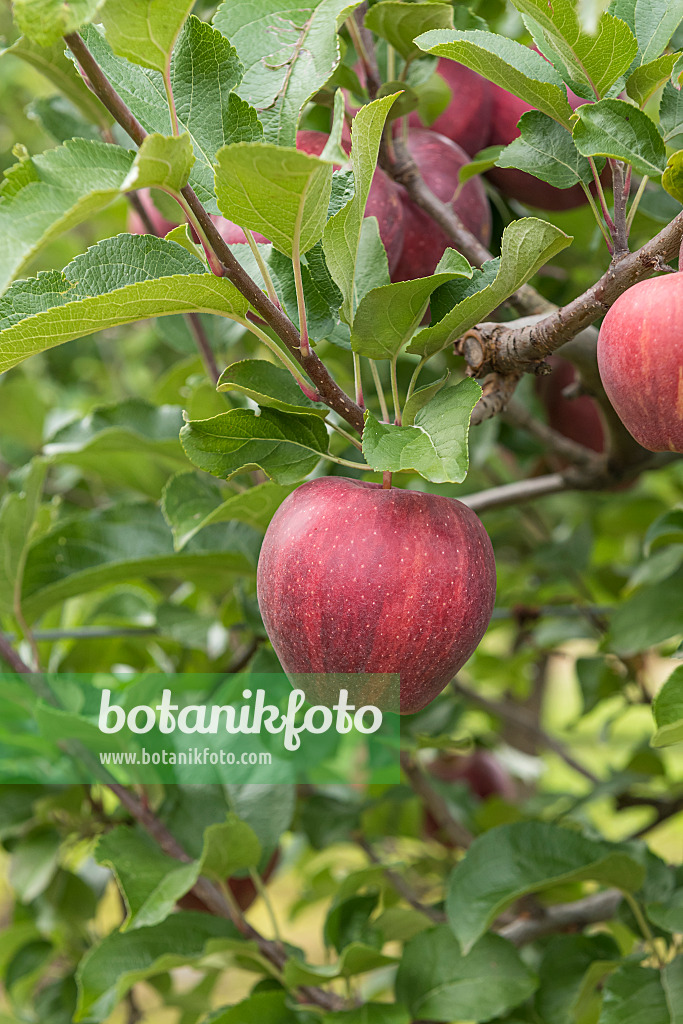 616071 - Kulturapfel (Malus x domestica 'Cameo')