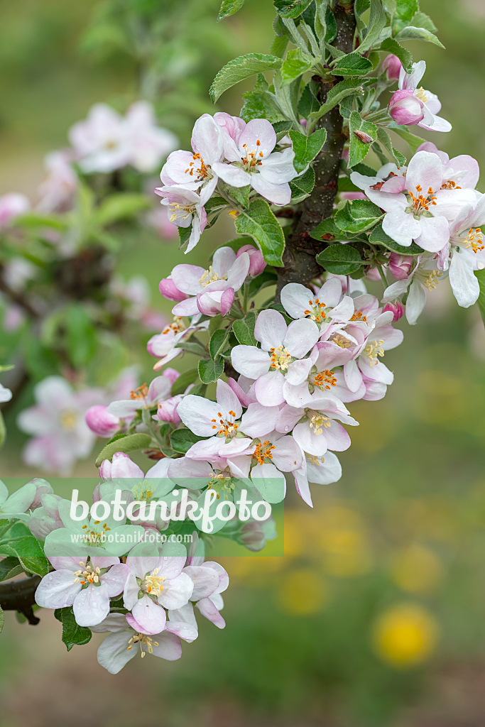 664262 - Kulturapfel (Malus x domestica 'Dwarf')