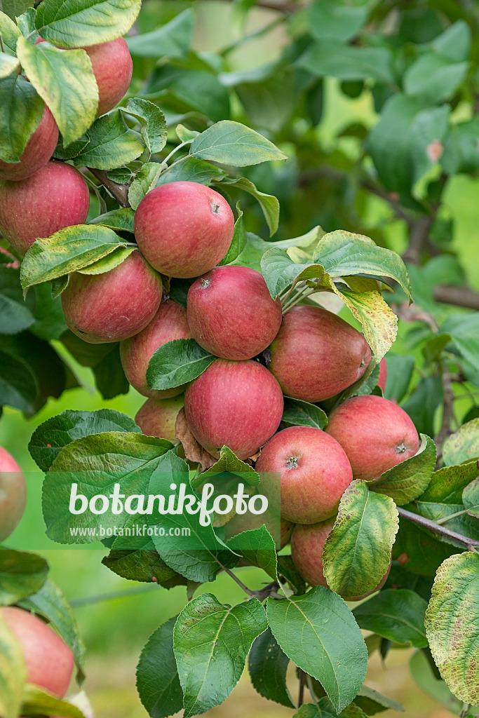 625268 - Kulturapfel (Malus x domestica 'Erbachhofer Weinapfel')