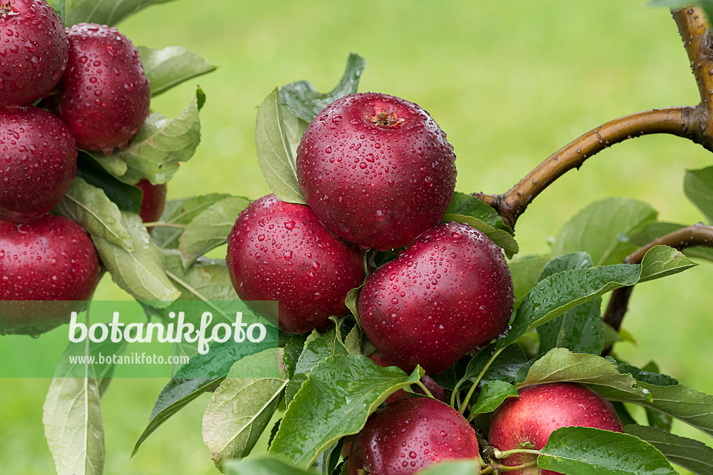 616025 - Kulturapfel (Malus x domestica 'Gaia')