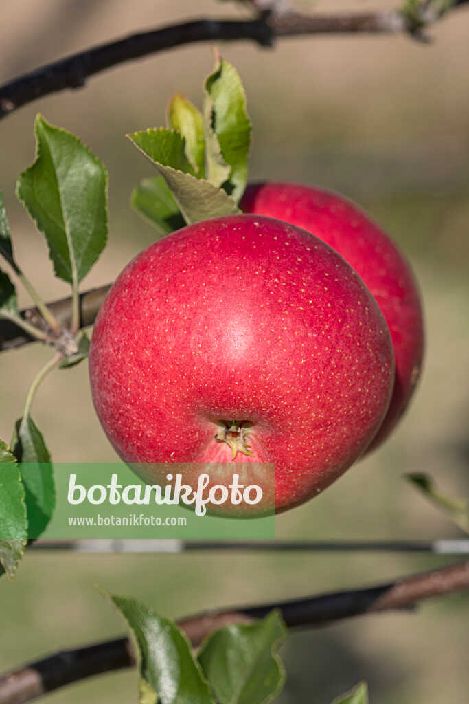 675254 - Kulturapfel (Malus x domestica 'Galiwa')