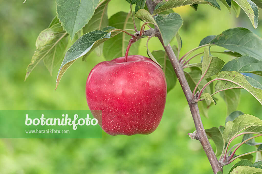 675214 - Kulturapfel (Malus x domestica 'Gloster')