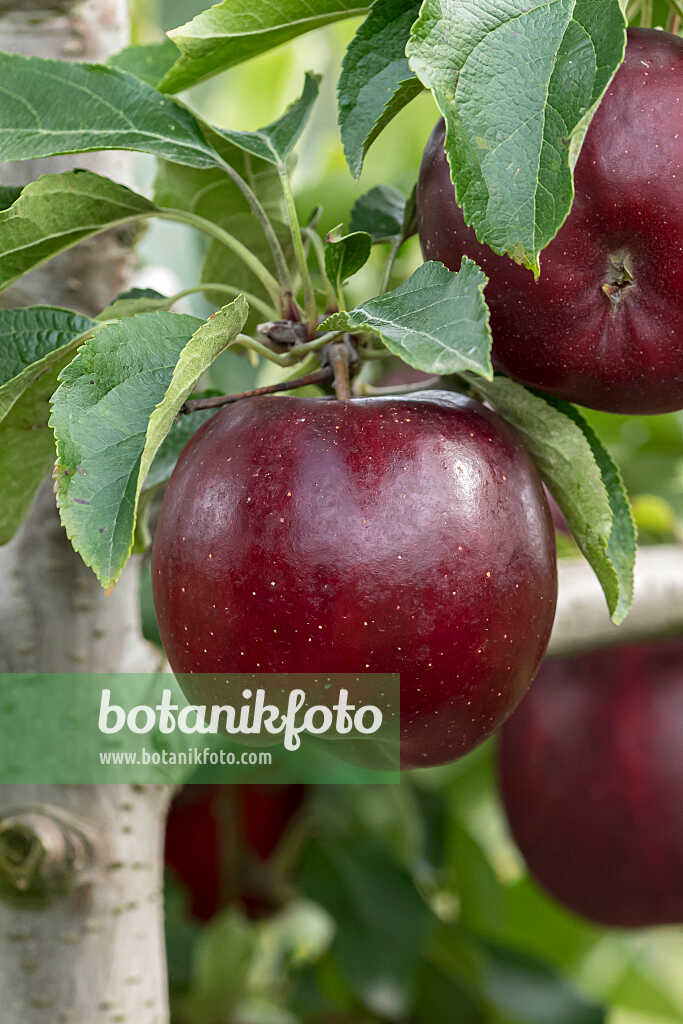 675217 - Kulturapfel (Malus x domestica 'Isaaq')