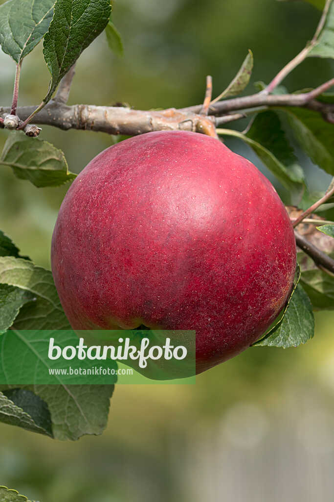 675222 - Kulturapfel (Malus x domestica 'Joachim Gauck')