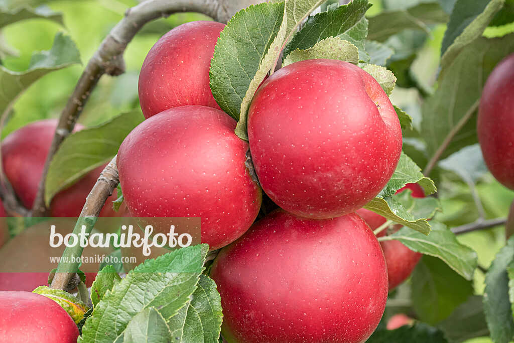 675223 - Kulturapfel (Malus x domestica 'Jonafree')