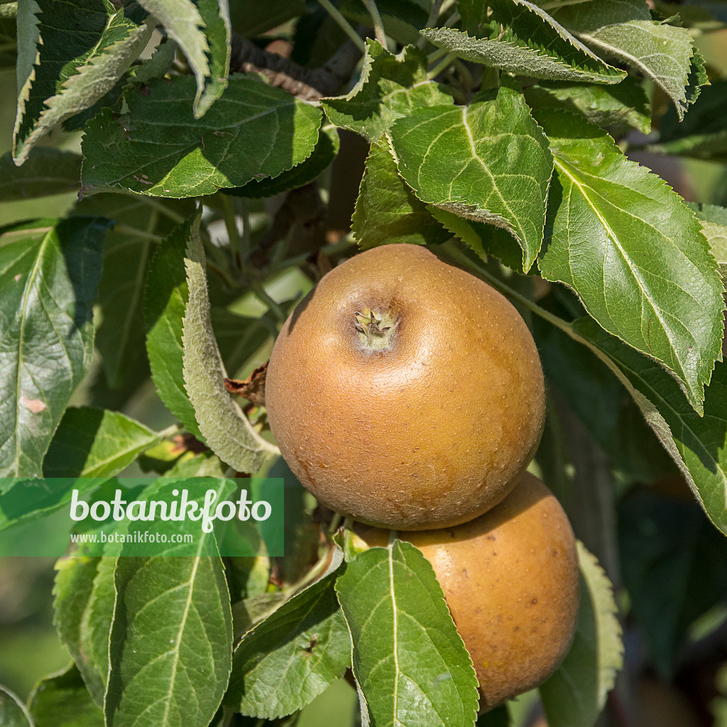 625271 - Kulturapfel (Malus x domestica 'Kanadarenette')