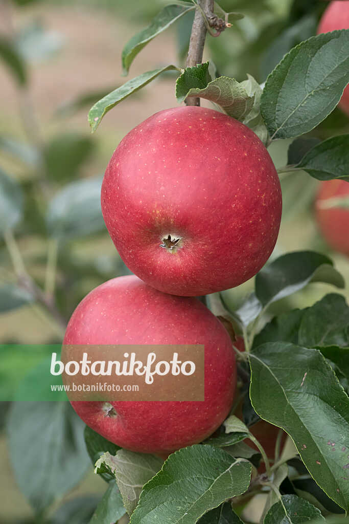 675256 - Kulturapfel (Malus x domestica 'Mairac')