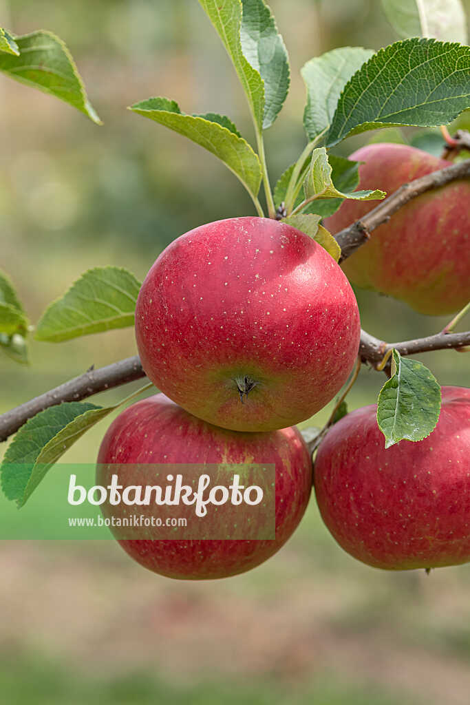 675228 - Kulturapfel (Malus x domestica 'Mammut')