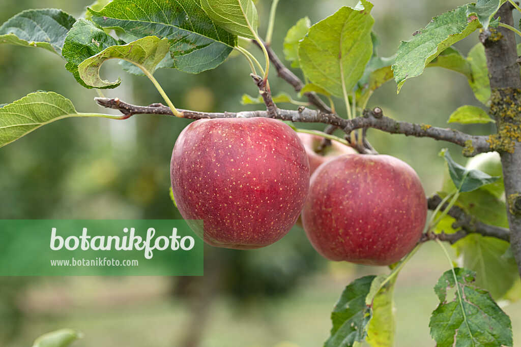 675259 - Kulturapfel (Malus x domestica 'Natyra')