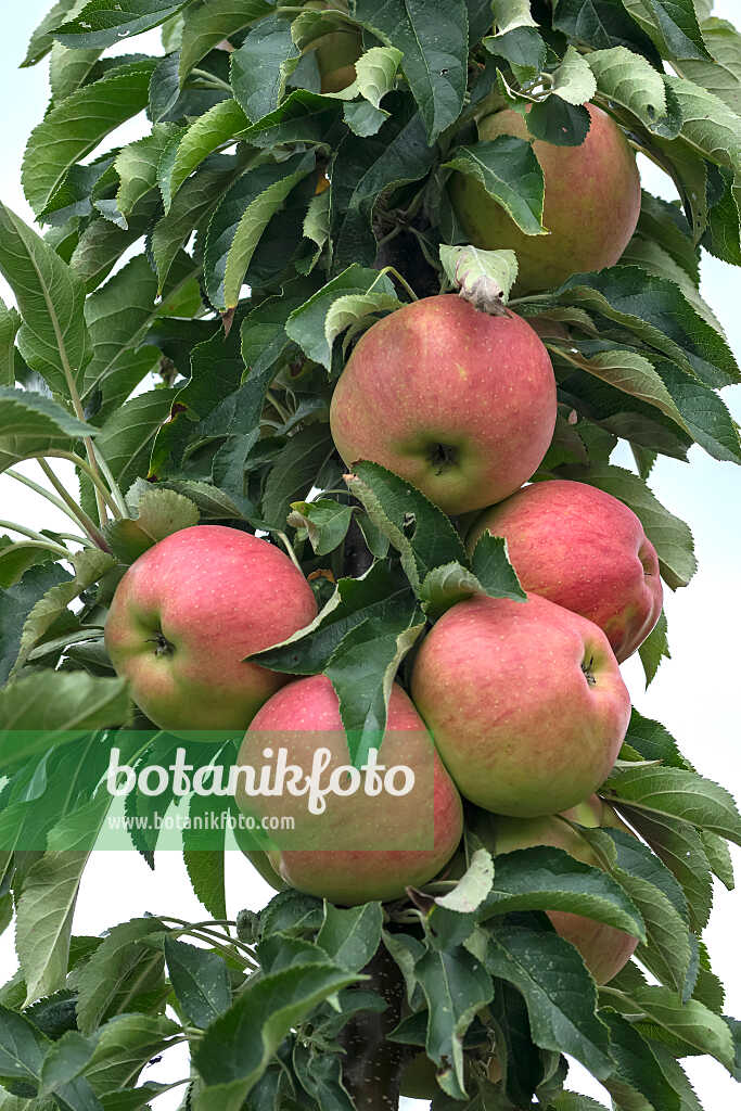 675231 - Kulturapfel (Malus x domestica 'Pompink')