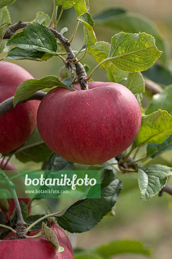 675233 - Kulturapfel (Malus x domestica 'Rea Bellina')