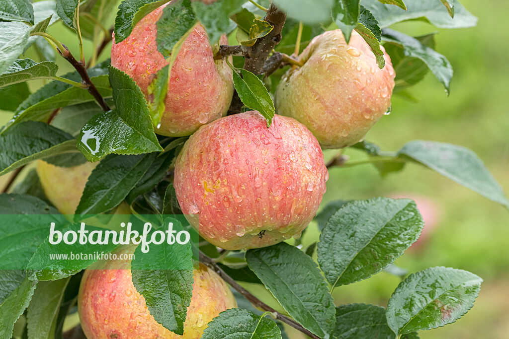 675247 - Kulturapfel (Malus x domestica 'Stina Lohmann')