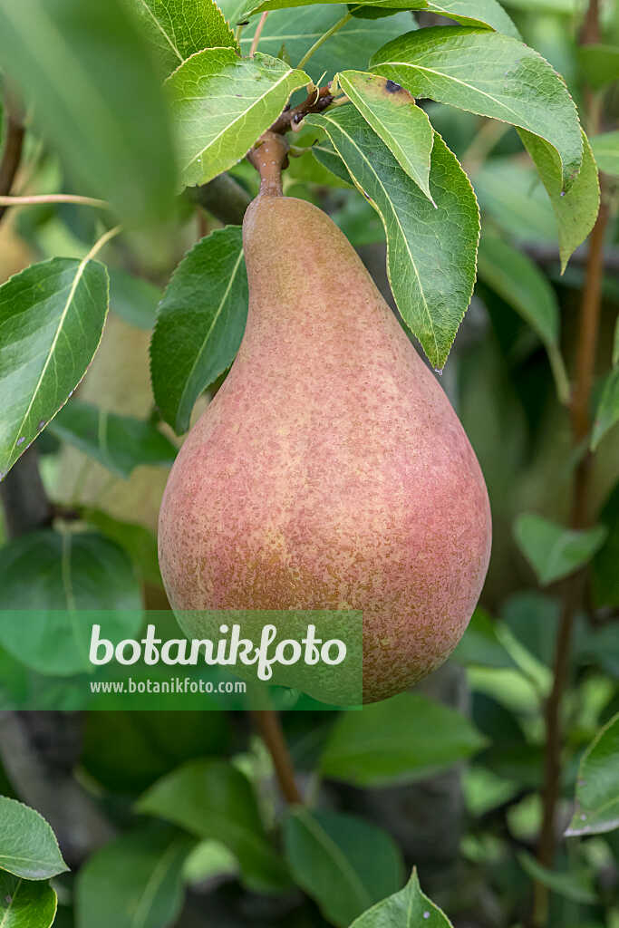 675307 - Kulturbirne (Pyrus communis 'Abate Fetel')