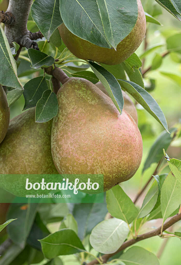 675310 - Kulturbirne (Pyrus communis 'Beurré Clairgeau')