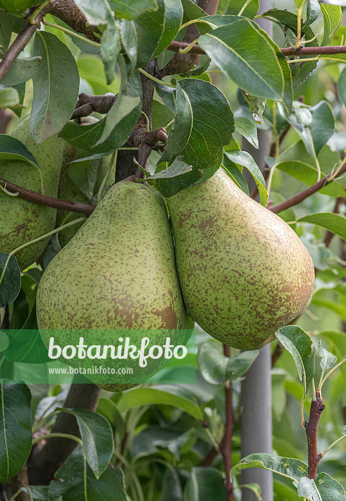 675312 - Kulturbirne (Pyrus communis 'Cepuna')