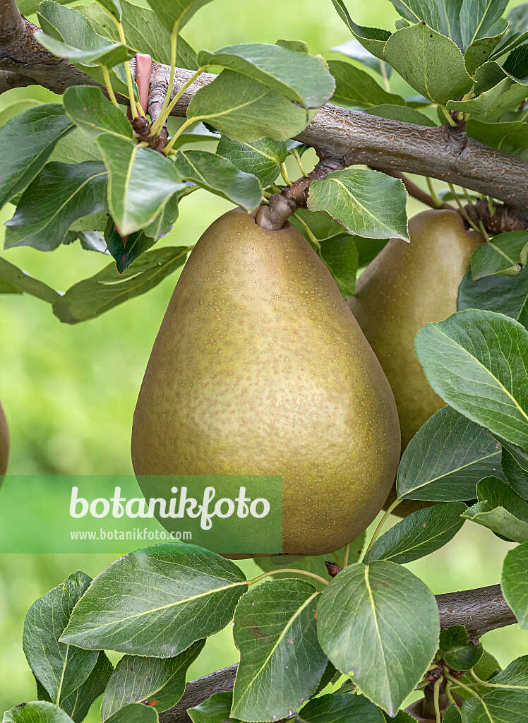 675314 - Kulturbirne (Pyrus communis 'Delwini')