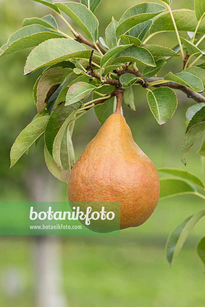 675315 - Kulturbirne (Pyrus communis 'Durondeau de Tongre')