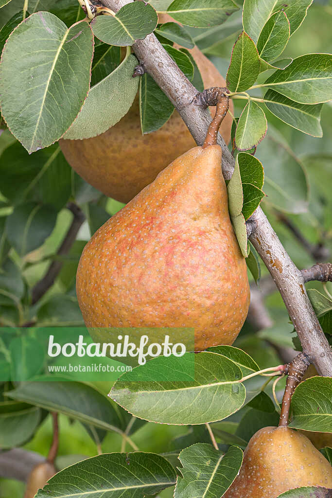 675316 - Kulturbirne (Pyrus communis 'Durondeau de Tongre')