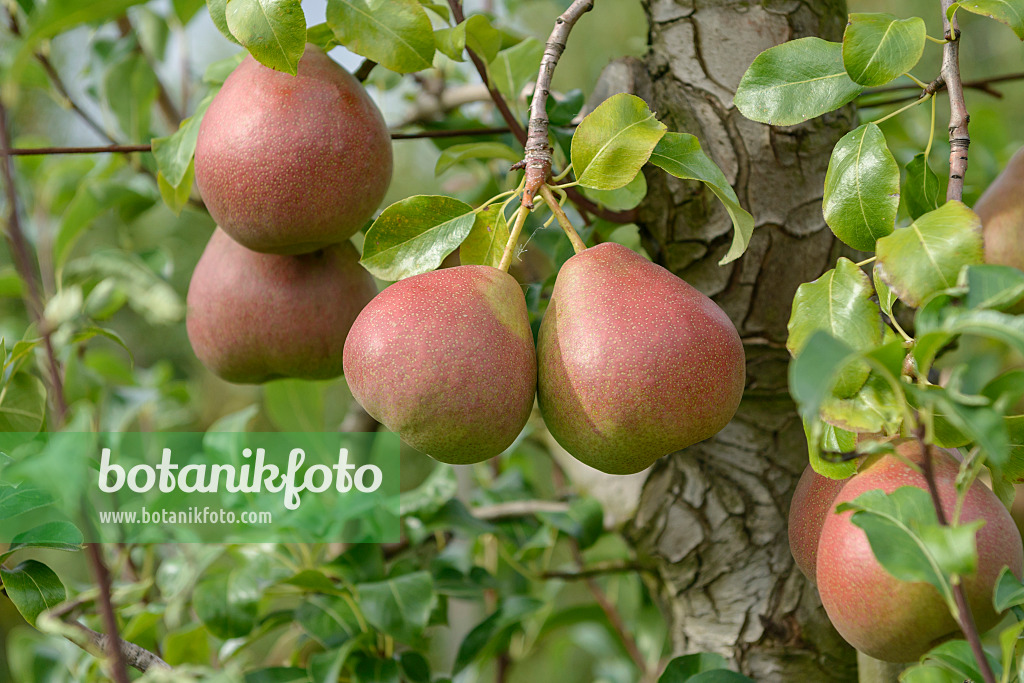 547248 - Kulturbirne (Pyrus communis 'Eckehard')