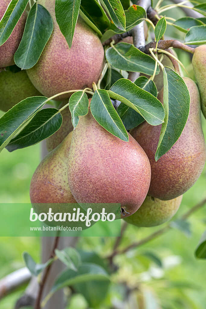 675332 - Kulturbirne (Pyrus communis 'Fred')