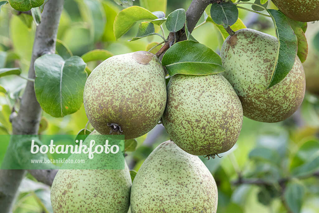 675334 - Kulturbirne (Pyrus communis 'Gräfin von Paris')