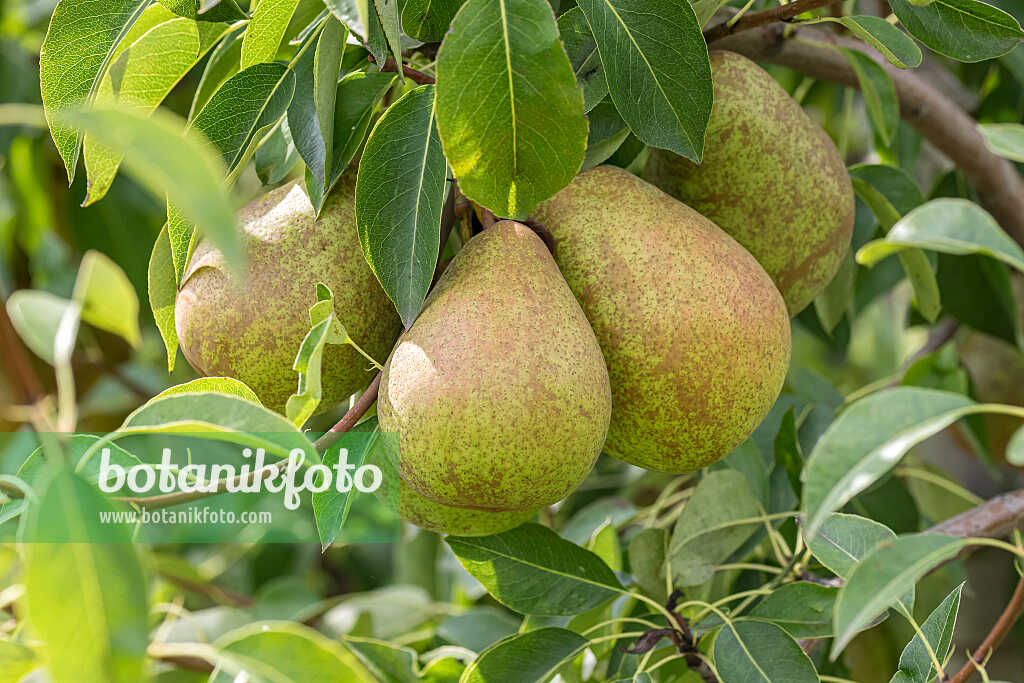 675318 - Kulturbirne (Pyrus communis 'Herzogin Elsa')