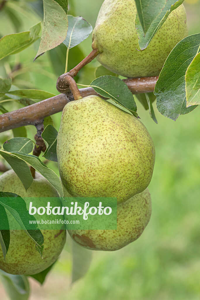 675319 - Kulturbirne (Pyrus communis 'Herzogin von Angouleme')