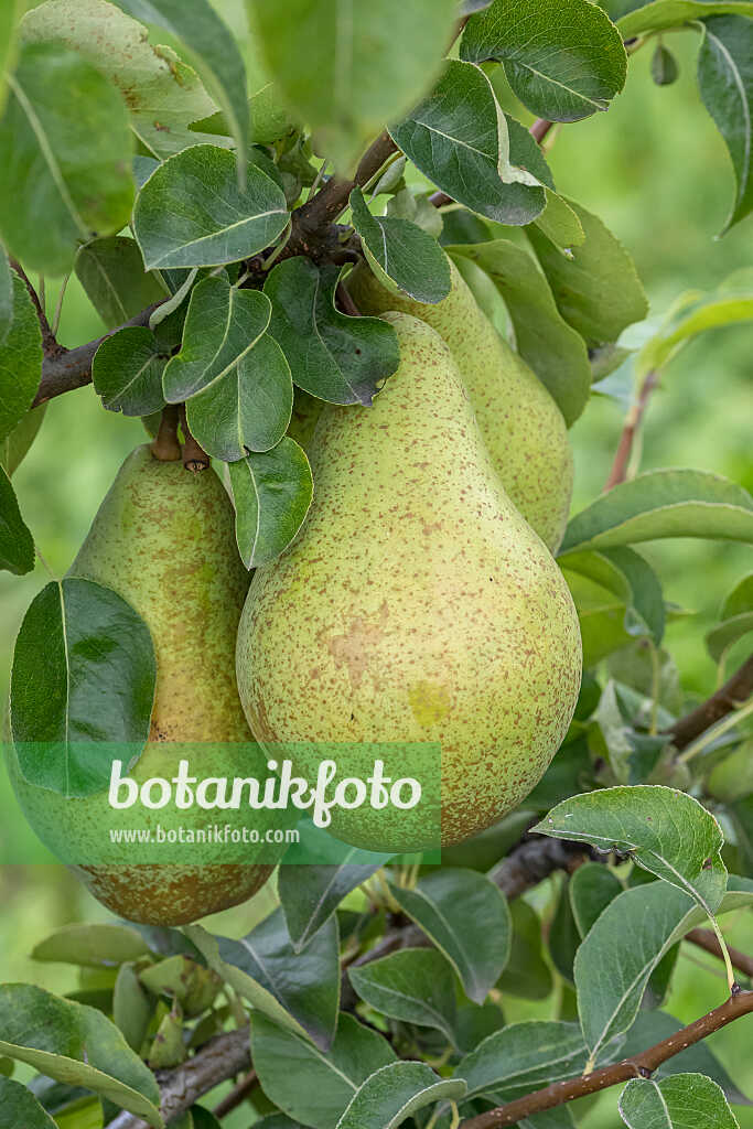 675325 - Kulturbirne (Pyrus communis 'Nojabrskaja')