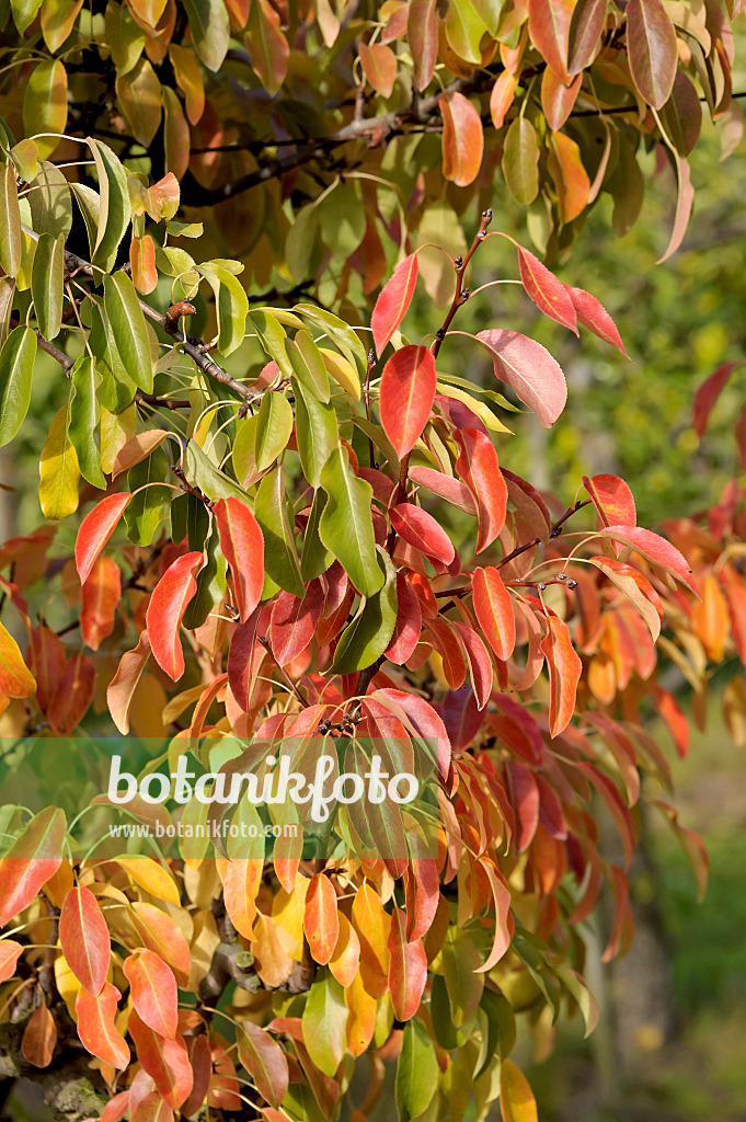 547256 - Kulturbirne (Pyrus communis 'Olivier de Serres')