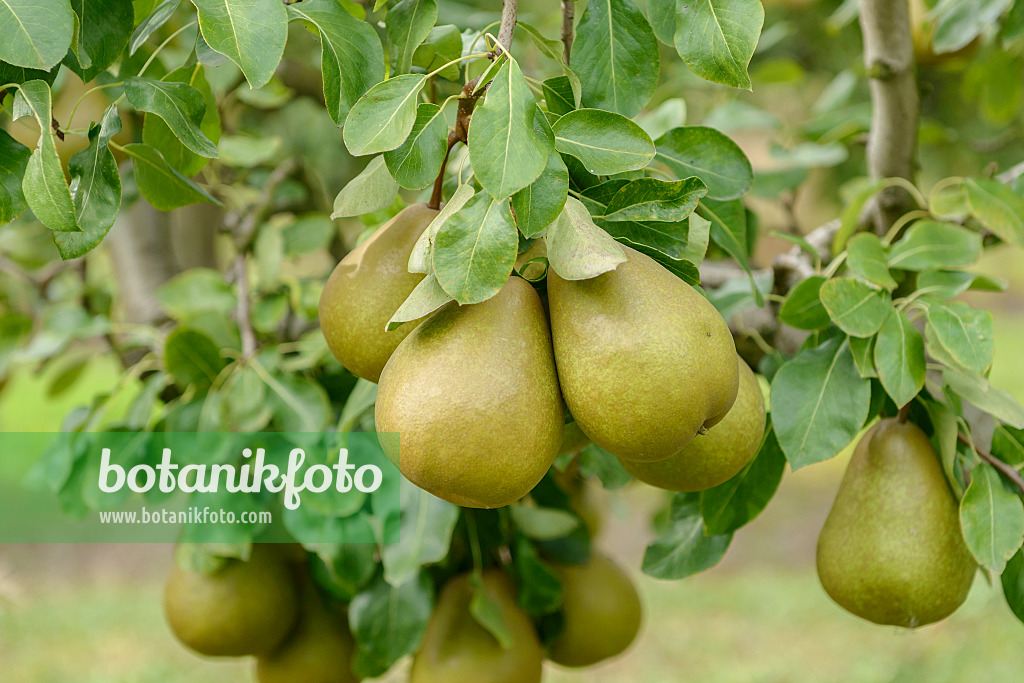 547258 - Kulturbirne (Pyrus communis 'Président Héron')