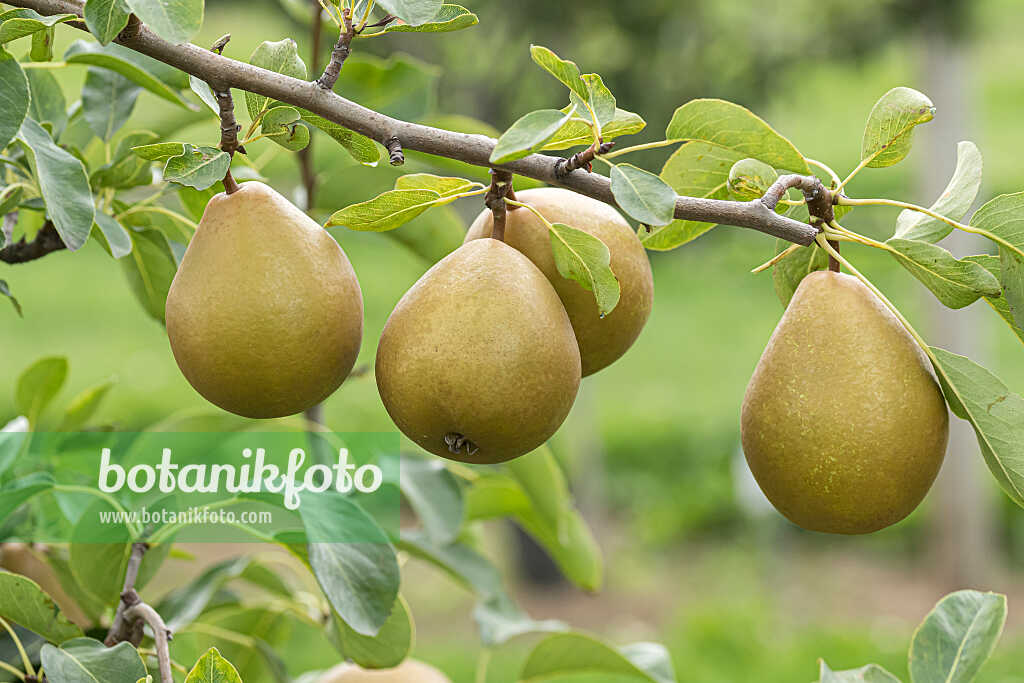 675328 - Kulturbirne (Pyrus communis 'Président Héron')