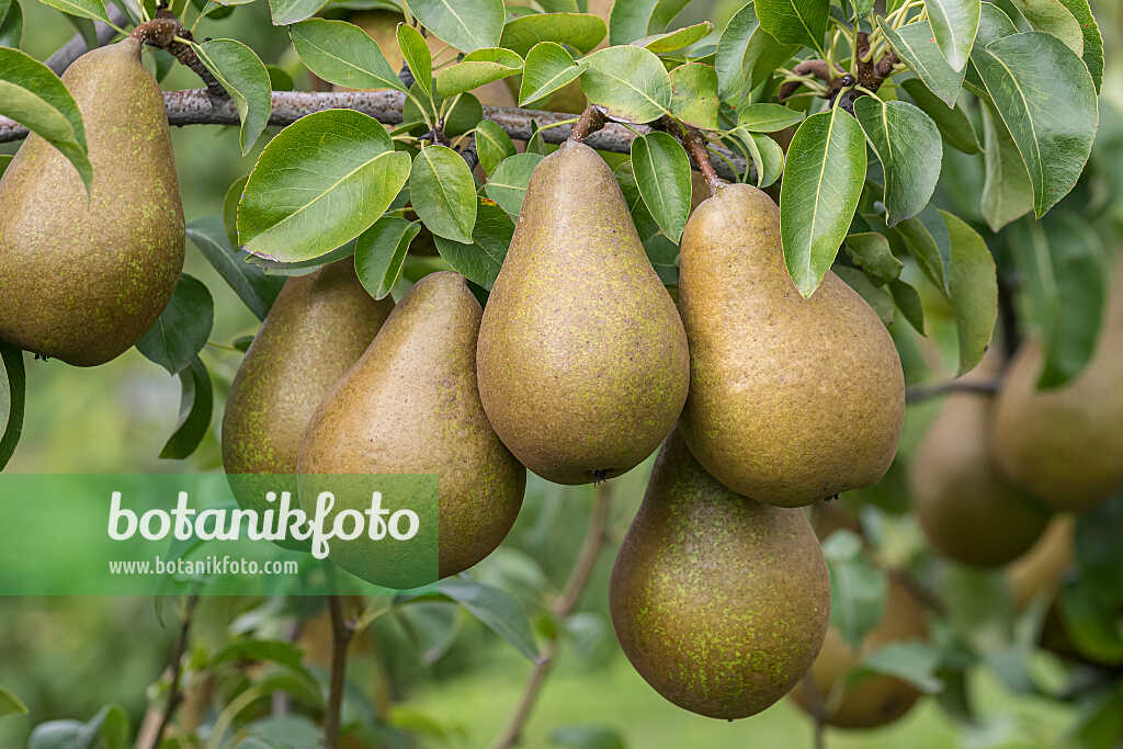 675329 - Kulturbirne (Pyrus communis 'Roksolana')