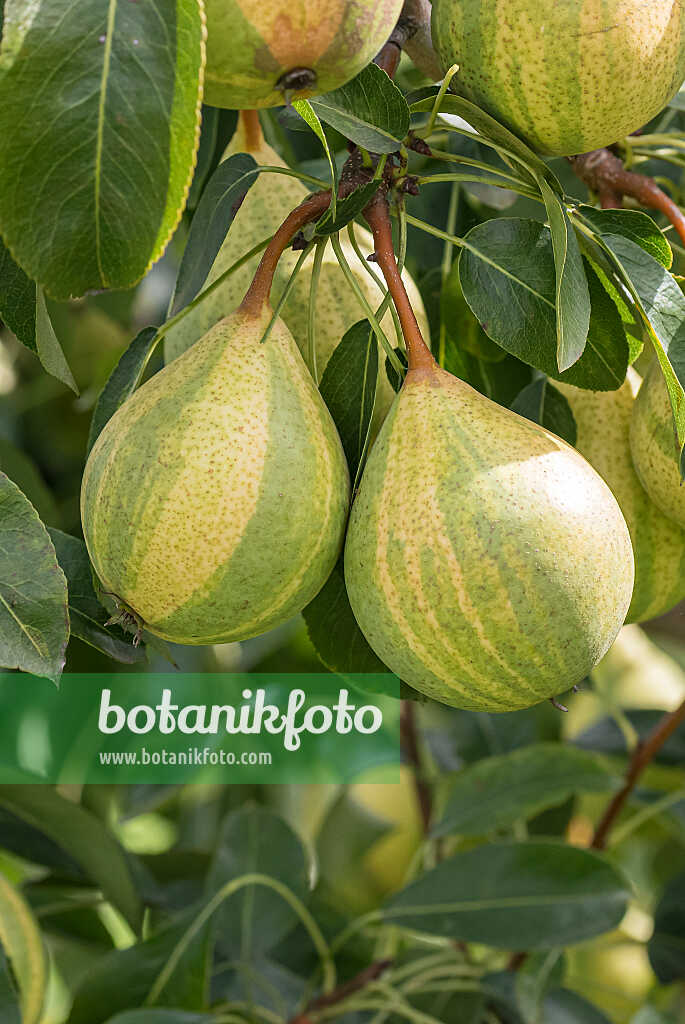 675330 - Kulturbirne (Pyrus communis 'Schweizerhose')